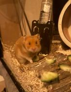 Goudhamster 5 maand oud incl accessoires/voer, Hamster, Mannelijk, November, Tam