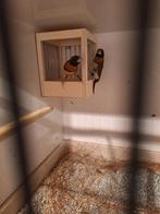 Koppel bruinborstrietvinken te koop, Meerdere dieren, Tropenvogel, Geringd