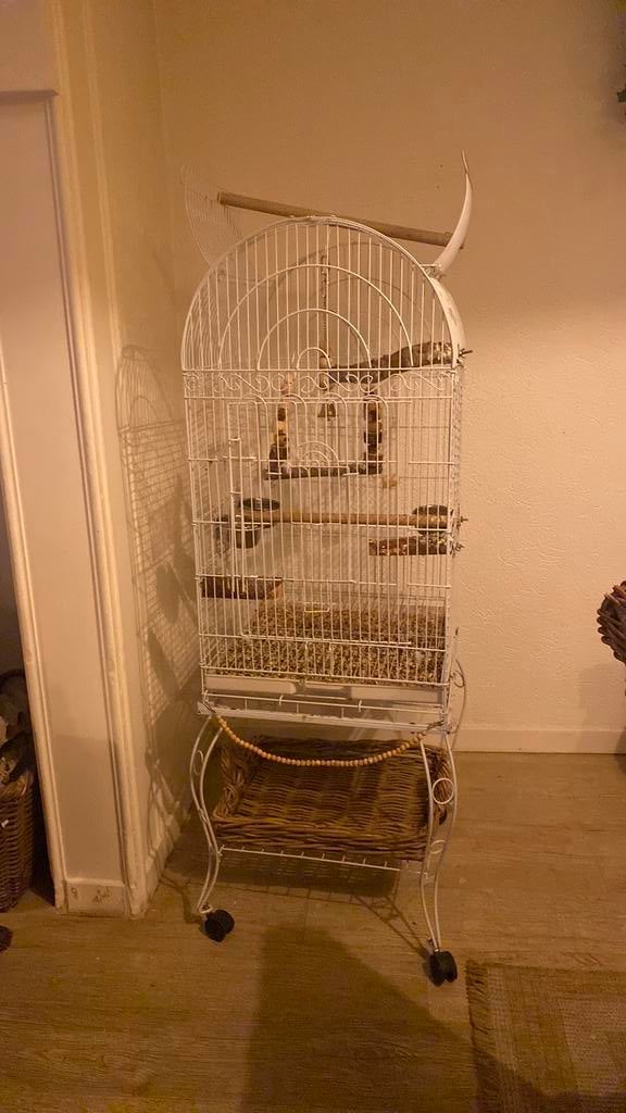 Mooie vogelkooi/papegaai, Dieren en Toebehoren, Vogels | Hokken en Kooien, Ophalen of Verzenden, Zo goed als nieuw, Metaal, Vogelkooi
