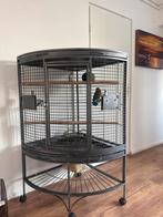 Tam koppel Agapornis fischeri + grote kooi (los mogelijk), Dieren en Toebehoren, Vogels | Hokken en Kooien, Ophalen of Verzenden