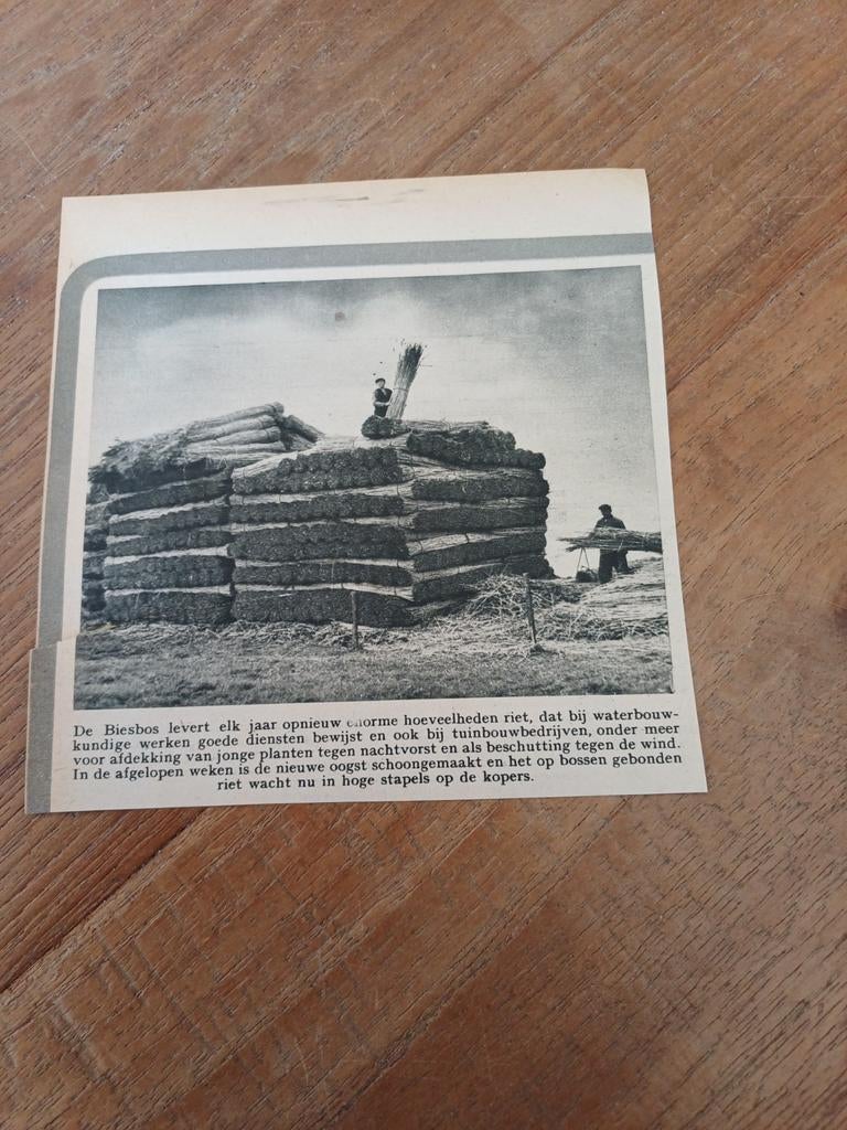 Knipsel De Biesbosch riet 1951, Verzamelen, Ophalen of Verzenden, 1940 tot 1960, Knipsel(s)