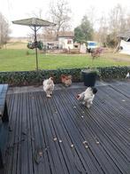 Kippen, Mannelijk, Kip