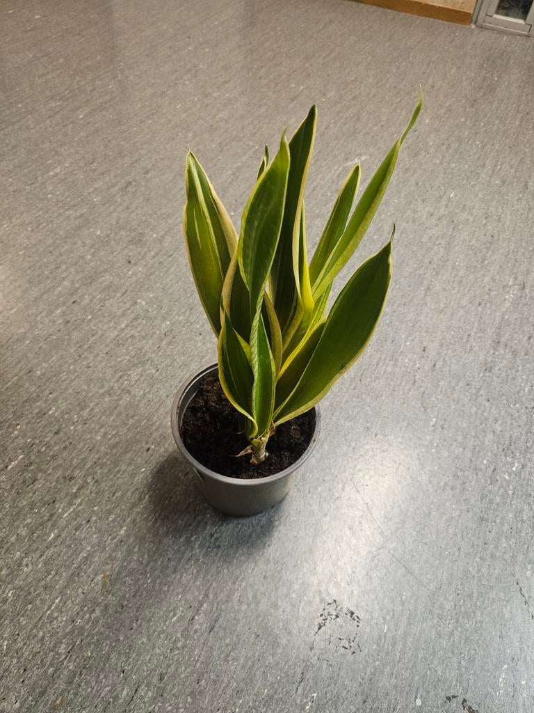 Sanseveria € 5, Ophalen, Halfschaduw, Minder dan 100 cm