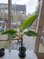 Musa thoussand fingers en veel meer!, Ophalen of Verzenden, Minder dan 100 cm, Overige soorten, Zomer