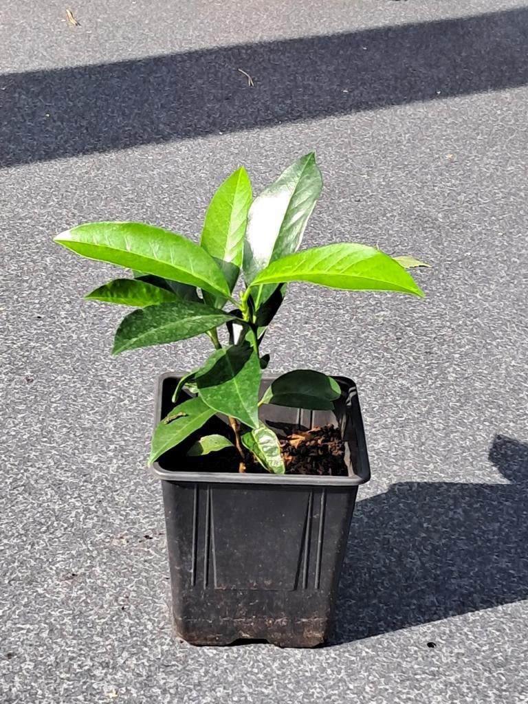 Laurierhaag stekken (prunus laurocerasus)13 stuks, Tuin en Terras, Planten | Bomen, Ophalen, Overige soorten