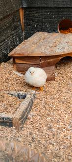 Mannetjes kwartel, Mannelijk