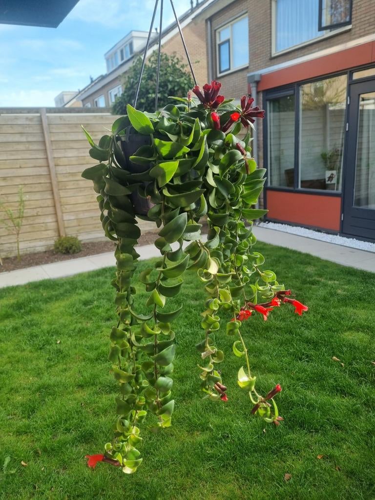 Lipstickplant in hangpot te koop, Volle zon, Bloeit niet, Minder dan 100 cm, Overige soorten