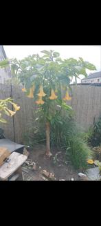 Grote Brugmansia (Engelentrompet) met gele bloemen, Overige soorten, Volle zon, Vaste plant, Ophalen of Verzenden