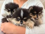 Pomeranian pups Pomeriaan, Pomeraniaan BLACK TAN, Particulier, 15 weken tot 1 jaar, Overige rassen, Buitenland