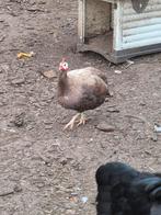 Broedeieren parelhoenders bont grijs lavendel wit bruin, Dieren en Toebehoren, Pluimvee, Geslacht onbekend, Kip