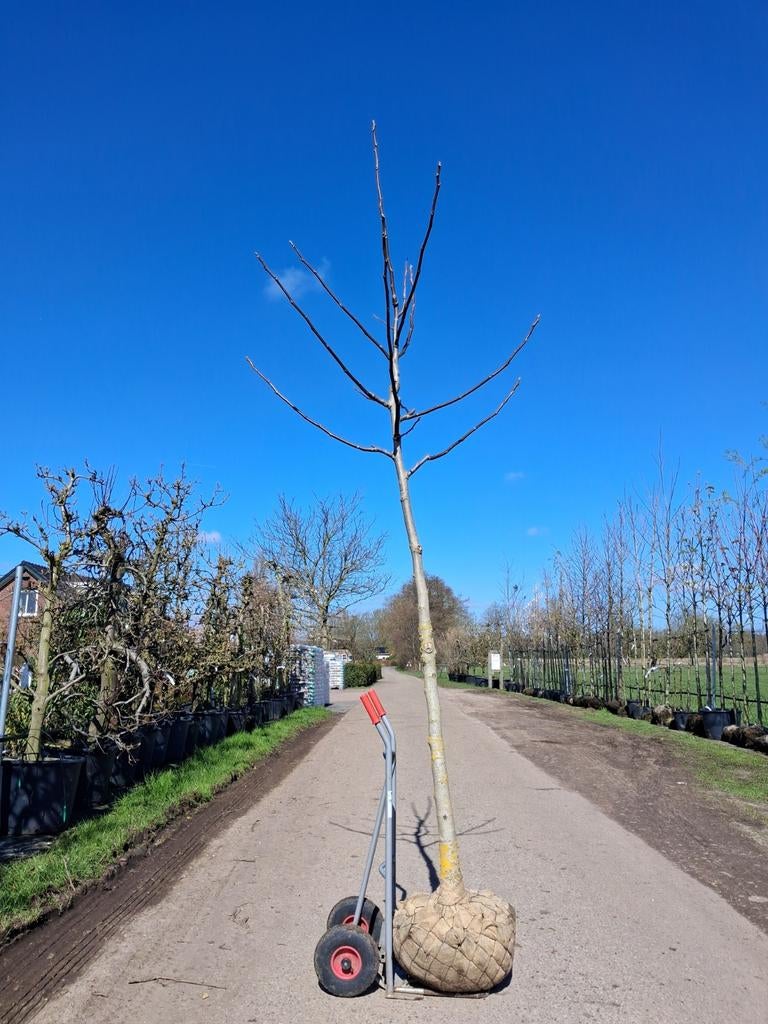 Juglans regia boom, walnoot 14-16 cm stamomtrek hoogstam, In pot, Ophalen of Verzenden, 250 tot 400 cm, Walnotenboom