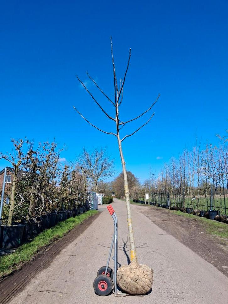 Juglans regia boom, walnoot 14-16 cm stamomtrek hoogstam, Tuin en Terras, Planten | Fruitbomen, Walnotenboom, 250 tot 400 cm, Halfschaduw