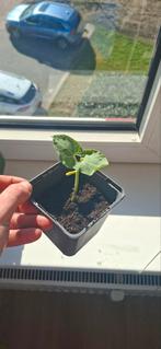 F1 Kinghorn Wax Stambonen - Compact & Productief, Ophalen of Verzenden, Voorjaar, Volle zon, Zaad