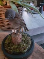 Taxidermie,Taxidermy,opgezette "Heggemus" in stolp, Verzamelen, Dierenverzamelingen, Ophalen of Verzenden, Zo goed als nieuw, Vogel