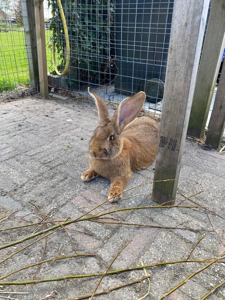 Prachtige vlaamse reus (rammetje), Dieren en Toebehoren, Konijnen, Mannelijk, Groot