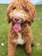 Dubbeldoodle medium dekreu, Parvo, Reu, Eén hond, 3 tot 5 jaar
