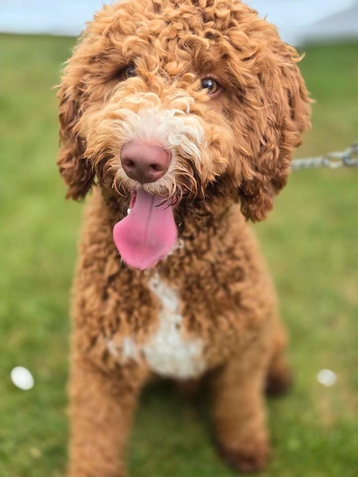 Dubbeldoodle medium dekreu, Dieren en Toebehoren, Honden | Dekreuen, Reu, Particulier, Eén hond, Nederland, 3 tot 5 jaar, CDV (hondenziekte)