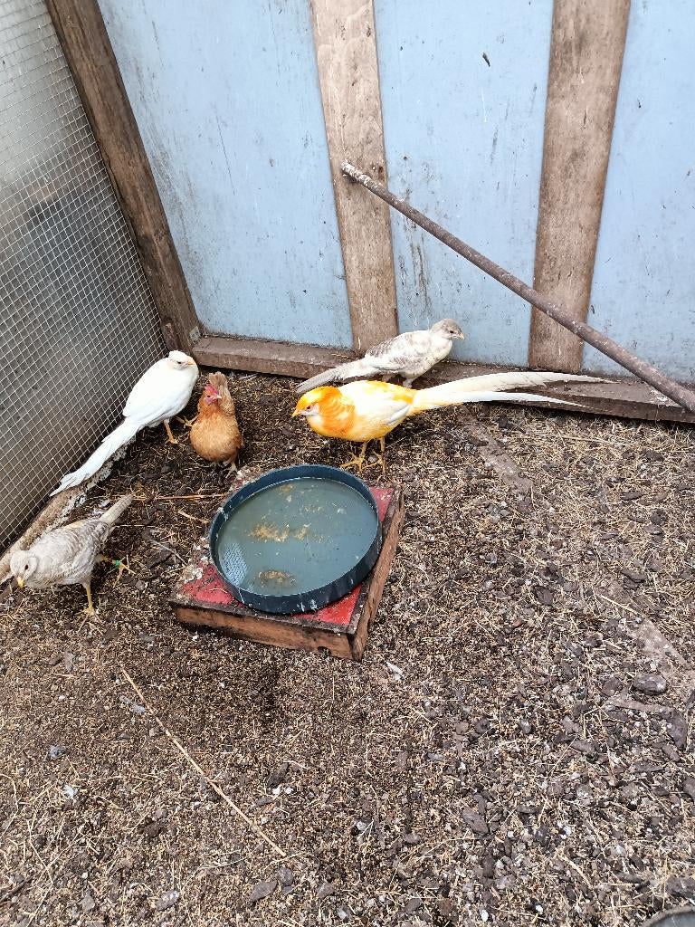 broedeieren peach goudfazant, Geslacht onbekend, Overige soorten