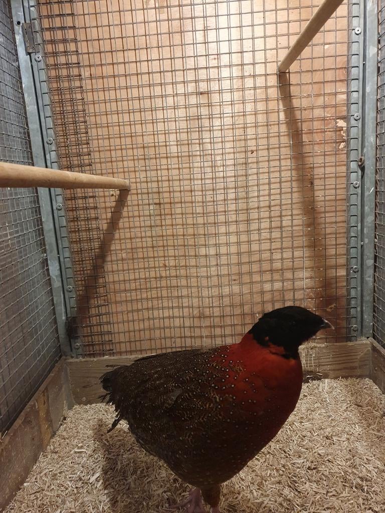 Te koop pauwfazant en tragopaan, Mannelijk, Overige soorten