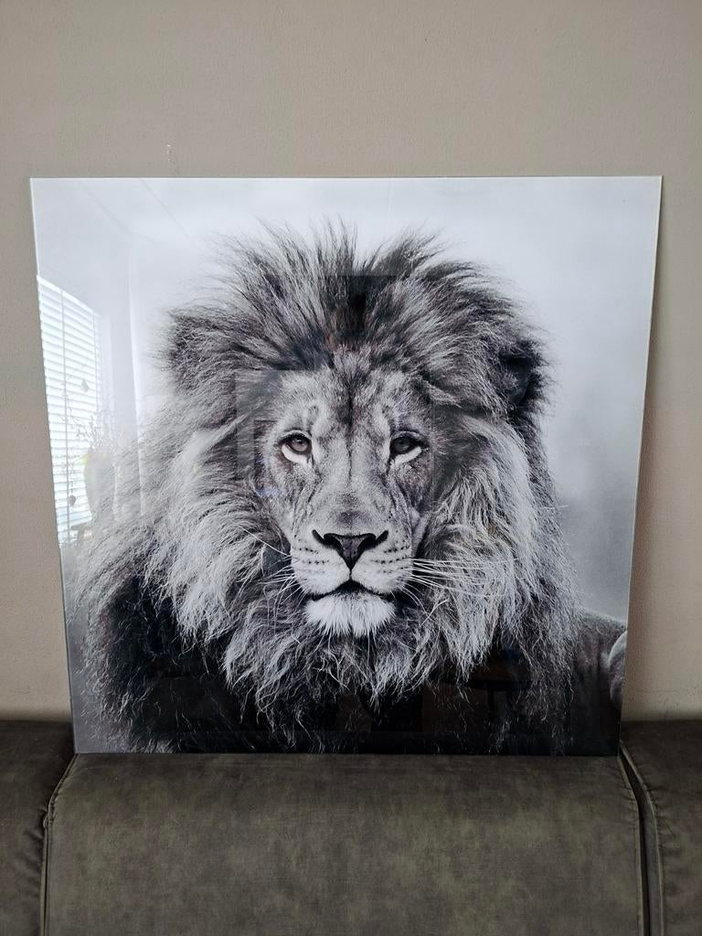 Glasschilderij 80x80 leeuw en olifant, Ophalen, Zo goed als nieuw, 75 tot 100 cm, Foto of Poster