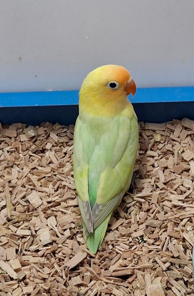 Te koop fischerie turquase dilute, Dieren en Toebehoren, Vogels | Parkieten en Papegaaien, Meerdere dieren, Dwergpapegaai of Agapornis