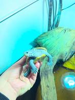 Blue Malaclemys terrapin, Schildpad, 0 tot 2 jaar