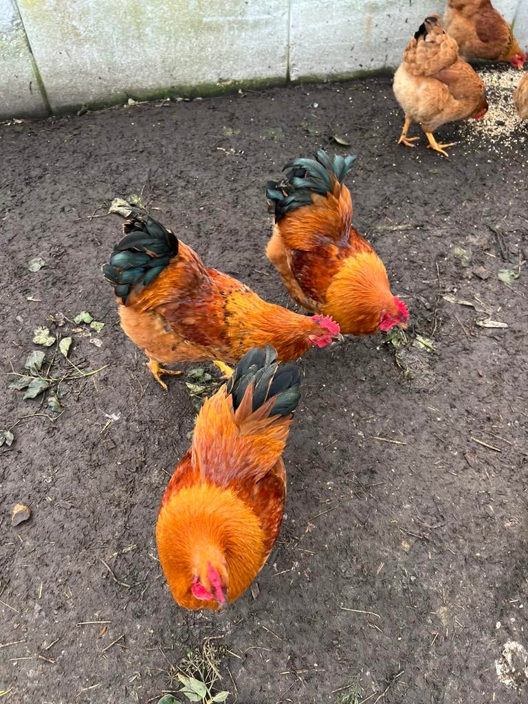 Hennen en hanen te koop, Meerdere dieren, Kip