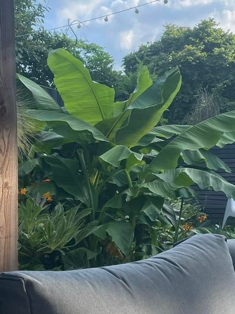 Bananenplant Musa Basjoo, Tuin en Terras, Ophalen, Lente