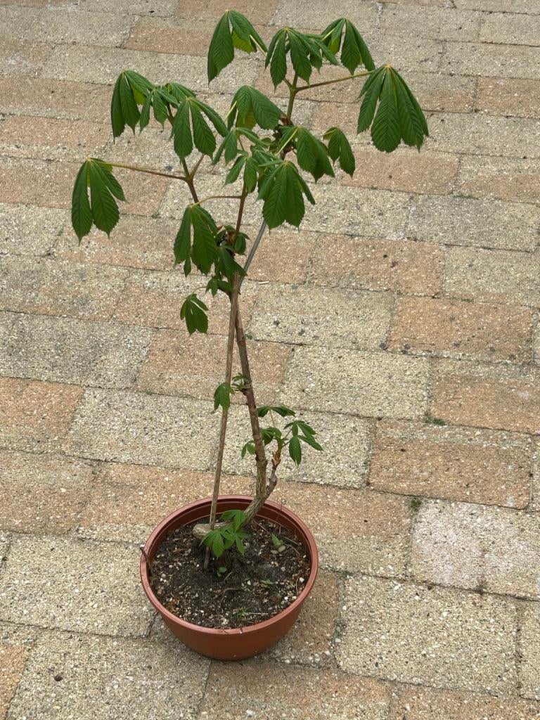 Paardenkastanje Bonsai in training met mooie krul in stam, Volle zon, Vaste plant, Lente, Ophalen