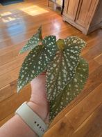 Begonia Charleston stek, Huis en Inrichting, Kamerplanten, Ophalen of Verzenden, Halfschaduw, Minder dan 100 cm