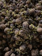 Te koop knolselderij otago codex, Ophalen