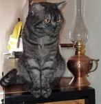 Ervaren Britse Korthaar dekkater Reis (3,5 jaar) - Vo, 3 tot 5 jaar