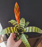 Vriesea 'era', Huis en Inrichting, Kamerplanten, Ophalen of Verzenden, Minder dan 100 cm