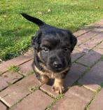 Jack Russel black en tan pups, Jack Russell Terriër, 8 tot 15 weken, Parvo, Meerdere