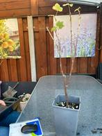 Bessenplanten, Tuin en Terras, Planten | Fruitbomen, Ophalen, Overige soorten, Zomer