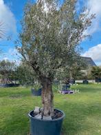 Prachtige olijfboom met mooie grote kruin / code BA29, Overige soorten, 100 tot 250 cm, Zomer, Ophalen