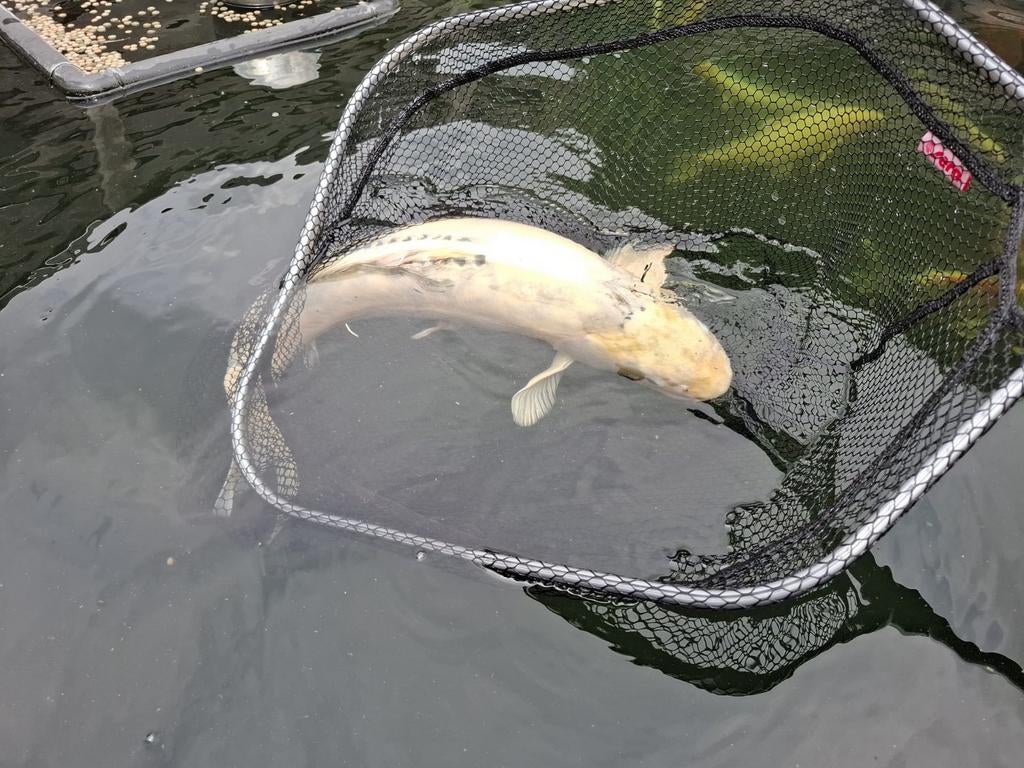 Koi +- 45cm, Dieren en Toebehoren, Vissen | Vijvervissen, Karper of Koi