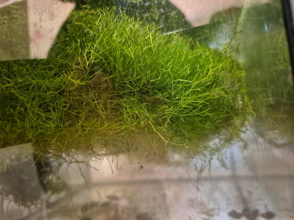 Riccia Fluitans, Ophalen, Nieuw, Plant(en), Steen of Hout