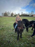 Merrie shetlander, Dieren en Toebehoren, Pony's, Merrie, Niet van toepassing, 0 tot 2 jaar, A pony (tot 1.17m)