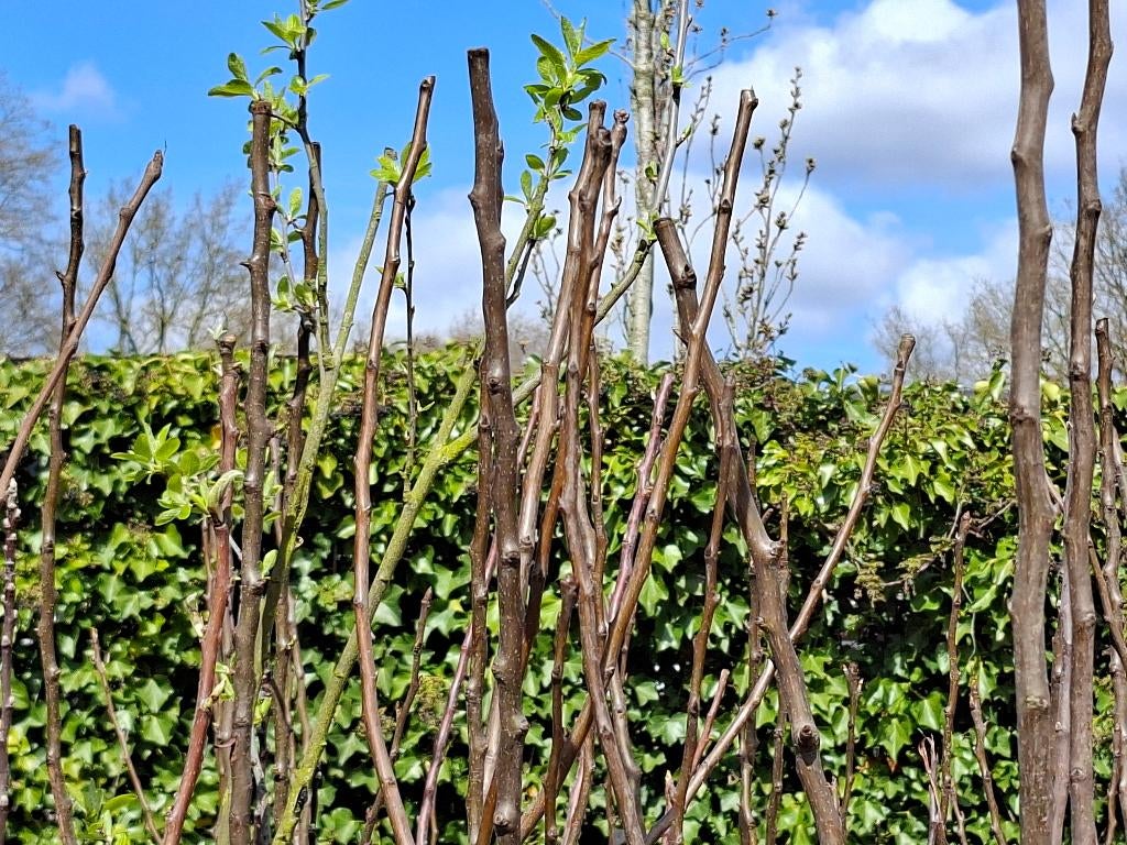Appelbomen & Perenbomen op = op, Ophalen, Lente, In pot, Appelboom