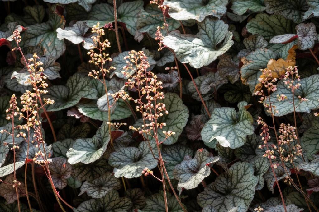Heuchera (Purperklokje), Tuin en Terras, Ophalen of Verzenden, Vaste plant, Overige soorten, Volle zon