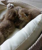 Chocolate Golden Britse Korthaar kittens | Exclusieve kleur, Dieren en Toebehoren, Katten en Kittens | Overige Katten, Meerdere dieren