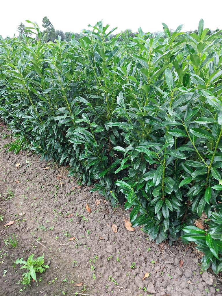 Laurier planten Genolia, Tuin en Terras, Planten | Struiken en Hagen, Ophalen, Laurier, Haag, 100 tot 250 cm