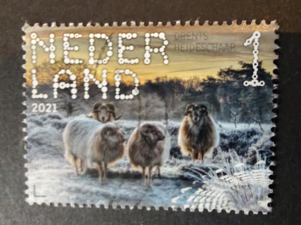 3899 heide schapen 2021 Beleef de natuur, Ophalen of Verzenden