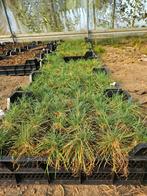 Diverse tuinplanten, vaste planten en heesters, Tuin en Terras, Planten | Tuinplanten, Overige soorten, Vaste plant, Ophalen of Verzenden