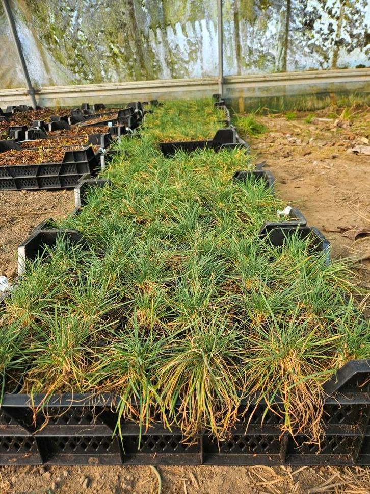 Diverse tuinplanten, vaste planten en heesters, Tuin en Terras, Planten | Tuinplanten, Vaste plant, Overige soorten, Halfschaduw