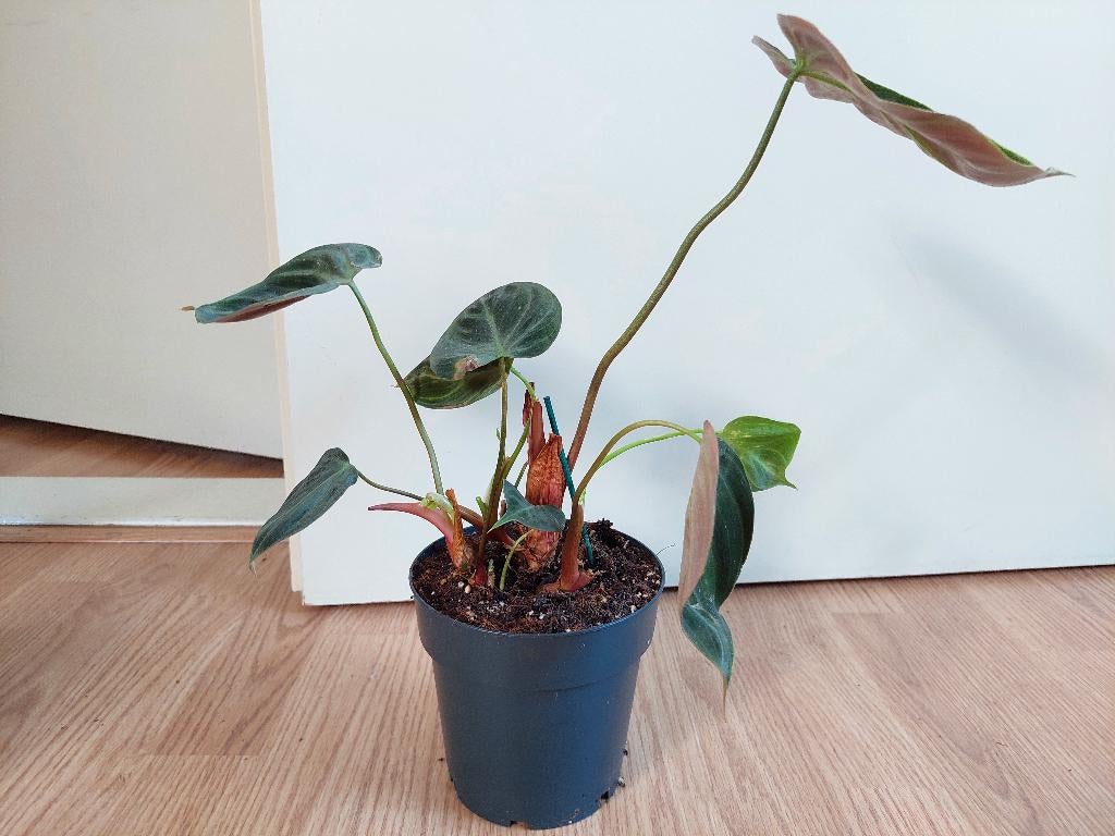 Philodendron Gloriosum H: 38 cm. - Philodendron, Huis en Inrichting, Kamerplanten, Ophalen, Overige soorten, Halfschaduw, Minder dan 100 cm