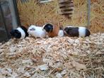 Hele leuke cavia beertjes, Januari, Mannelijk, Cavia