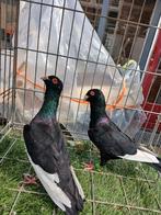 Koppel duiven, Dieren en Toebehoren, Meerdere dieren, Eend