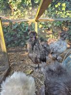 Zijdehoen, Dieren en Toebehoren, Pluimvee